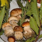 Funghi Porcini